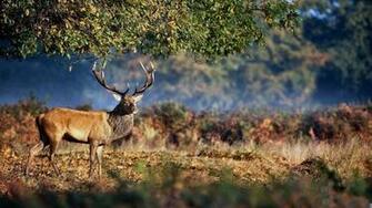Deer Hunting Background Net