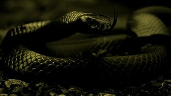 Org Kobe Bryant Basketball Player Black Mamba Wallpaper