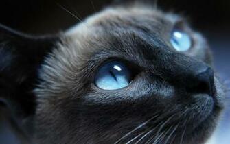 Cat With Blue Eyes Warrior Cats Forever Wallpaper