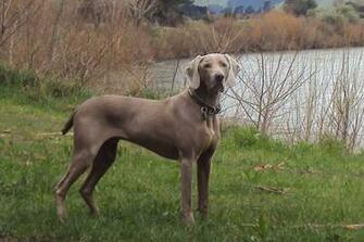 Weimaraner