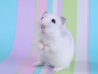 Hamster Background HD Image Wallpaper