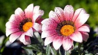 Random Great Flowers Wallpaper Desktop Background Full Screen