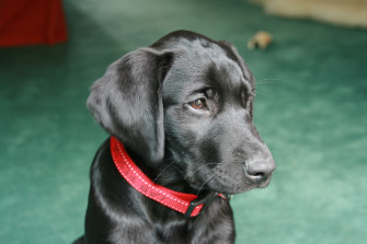 File Black Labrador Puppy Jpg