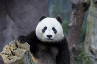 Wallpaper Bear Panda