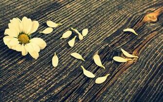 Mood Flower Petal Wood Wallpaper