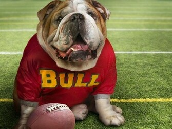 Wallpaper English Bulldog Photo Pictures
