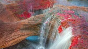 Cano Cristales Bing Wallpaper
