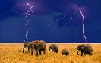 OnlyHDwallpaper Comthunderstorm Elephants HD