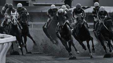 Racehorse Wallpaper