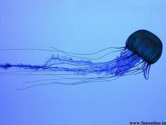 Jellyfish Wallpaper Underwater Jellyfishes