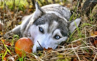 Alaskan Malamute Giant Wallpaper HD Desktop
