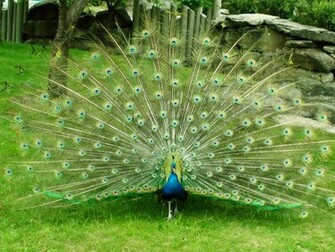 Beautiful Wallpaper For Desktop Peacock HD