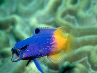 Tropical Fish Blue Wallpaper Desktop WallscreenHD