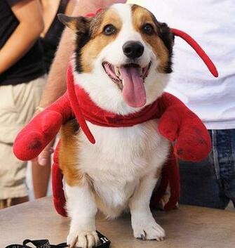 Corgi Lobster Original Jpg