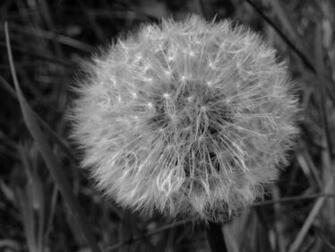 Dandelion Desktop Background Wallpaper