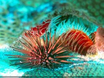 Marine Bio Ocean Life Deluxe Wallpaper Biology