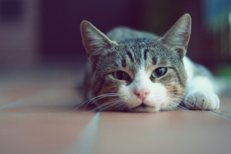 Funny Cat Wallpaper For Desktop
