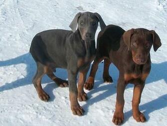 Doberman Pinscher Wallpaper HD