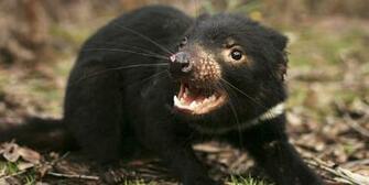 Tasmanian Devil Wallpaper