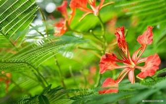Nature Wallpaper Windows Themes Landscape