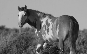 Black And White Wallpaper Animals