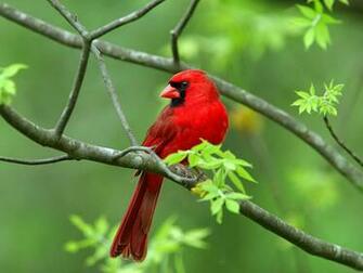 Cardinal Birds Wallpaper For Desktop