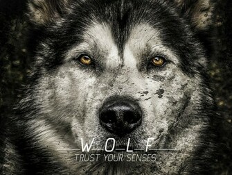 Wolf Wallpaper By Spideriv
