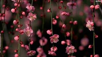 Spring Flowers Wallpaper