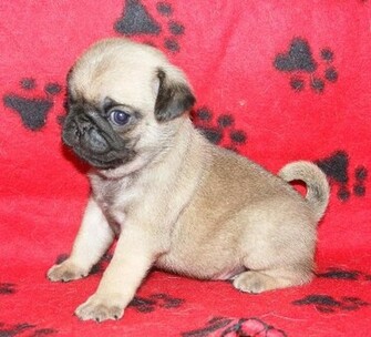 Pug Dog Pupies Puppy