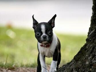 Boston Terrier Wallpaper Desktop Px 4usky