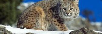 Bobcat Image HD Desktop Wallpaper 4k
