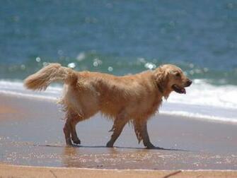 Golden Retriever Wallpaper And Background
