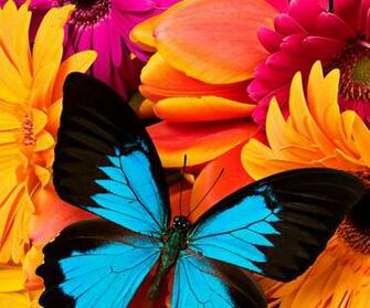Animated Colorful Butterfly Wallpaper Bitterroot