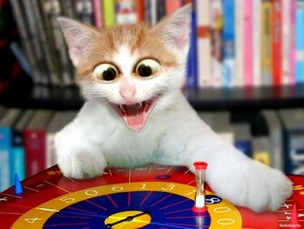 Cat Wallpaper Best Funny Share This