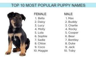 Cute Puppy Names HD Wallpaper