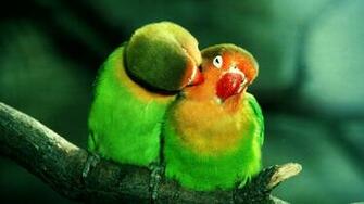 Parrot HD Wallpaper Jpg