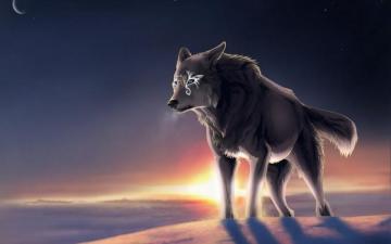 Lone Wolf Wallpaper