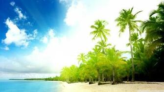 Palm Trees Beach Wallpaper Sf