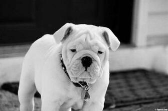 HD Wallpaper English Bulldog X Kb Jpeg