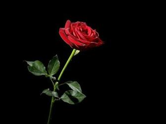 Pics Photos Rose Red Flower Black Background Wallpaper