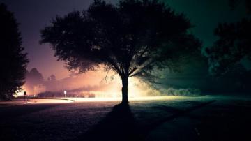 Tree Silhouette Wallpaper