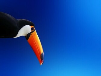 Toucan Wallpaper