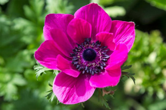 Anemone Flower Picture Wallpaper