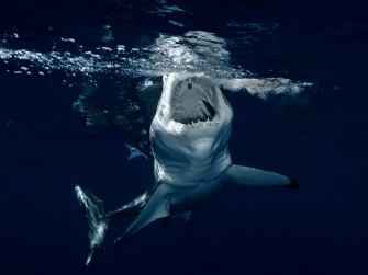 Shark Wallpaper