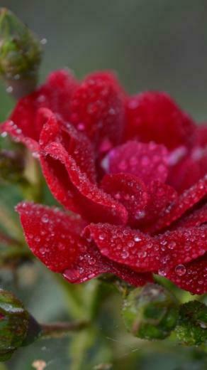 Flowers Top UHD Wallpaper Animated Mobile Phone