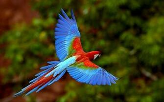 Desktop Wallpaper Background Beautiful Birds
