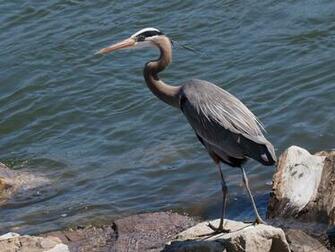 Great Blue Heron Water Stones Bird Wallpaper Background
