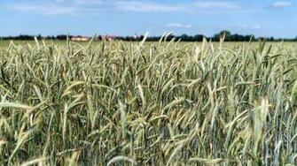 Corn Plantings Reach Year Low As Record Flooding Crushes