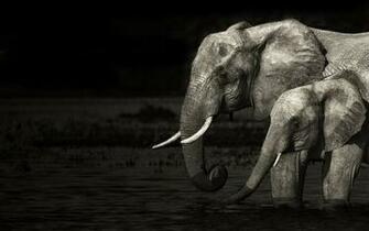 Tribal Elephant Wallpaper