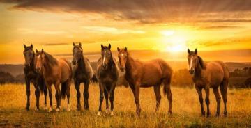Horses Herd Sunset Landscape Wallpaper HD Image Picture